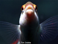 Close up of a Wrasse. I had to wait patiently for this sh... by Tim Dobbs 